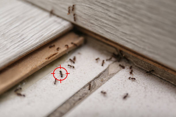 Best Cockroach Control Services  in San Dimas, CA