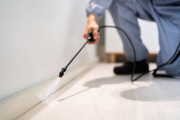 Best Flea Control Services  in San Dimas, CA