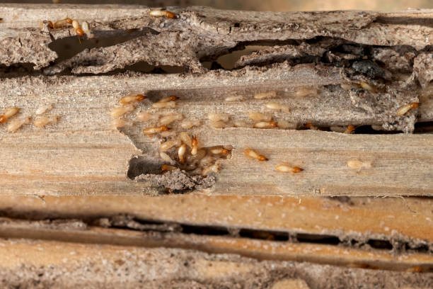 Best Flea Control Services  in San Dimas, CA