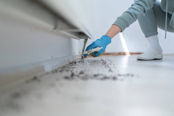 Bird Control in San Dimas, CA